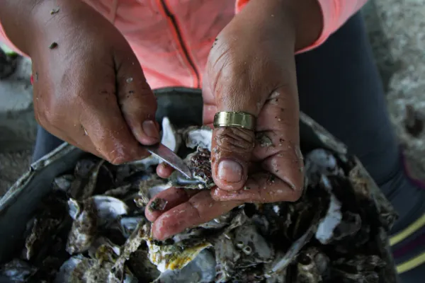 Prohibieron la captura de la ostra de mangle hasta febrero 2023 en Nueva Esparta