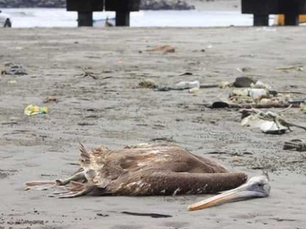 Reportaron la aparición de pelicanos muertos y enfermos en Puerto Píritu