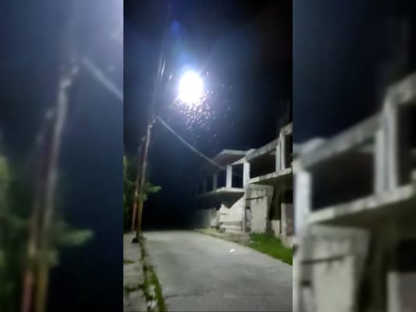 Habitantes de Yaguaraparo reportan la proliferación de la palometa peluda