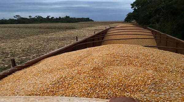 Presidente de Fedeagro denunció que productores de maíz están en riesgo de quiebra