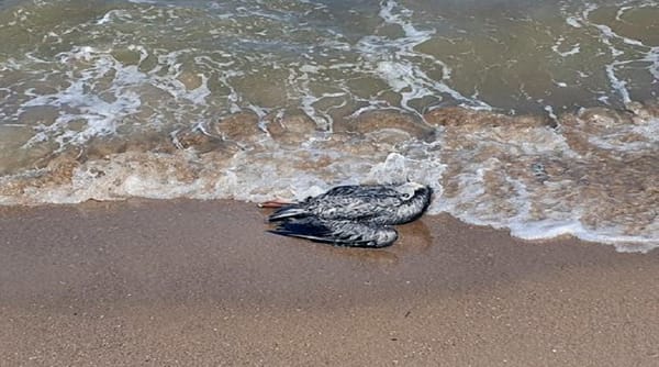 INSAI declaró que se han reportado casos aislados de pelicanos muertos en bahías