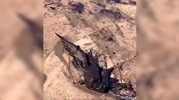 Hallaron dos pelicanos muertos en el municipio Urbaneja