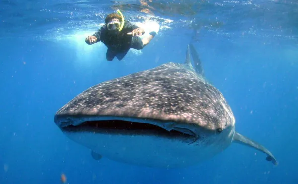 Buzo reportó presencia de tiburón ballena en Chichiriviche de la Costa