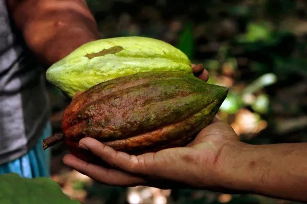 La producción de cacao en Sucre decayó un 30% en el 2022