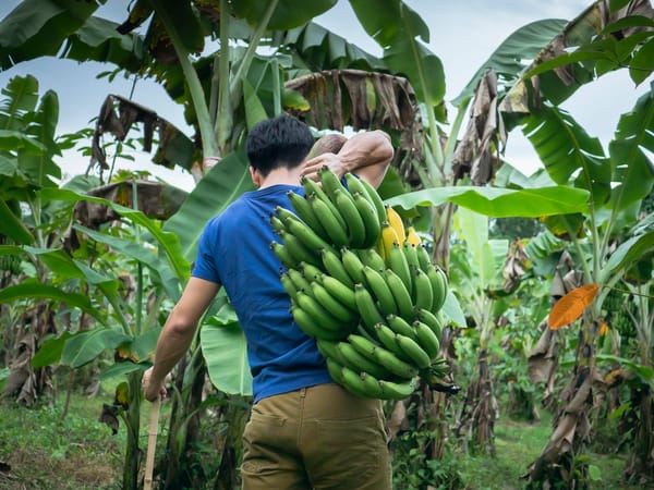 Insai declaró "estado de emergencia" tras el hallazgo de un extraño hongo en tres estados del país