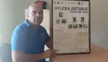 En Monagas continúan labores de eliminación de la palometa peluda que afecta a los ciudadanos