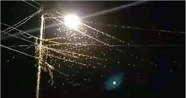 Gobernador del estado Sucre anunció aspersión contra la palometa peluda