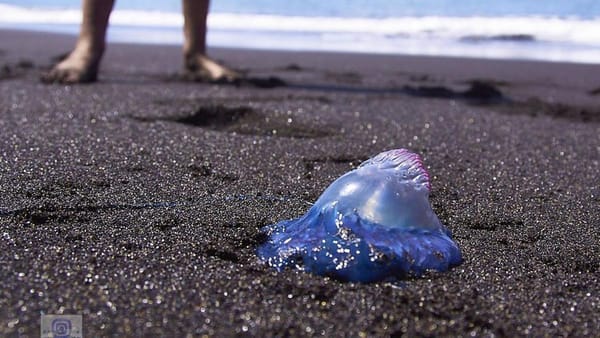 Ambientalistas advirtieron presencia de carabelas portuguesas en playas de Choroní