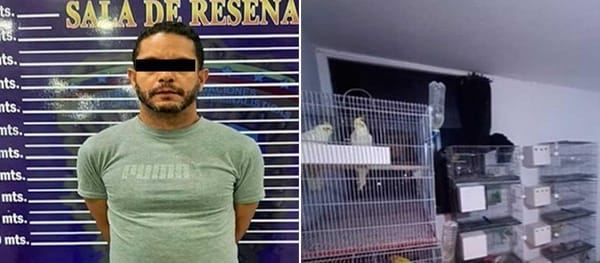 Cicpc capturó en el estado Miranda a comerciante ilegal de aves exóticas