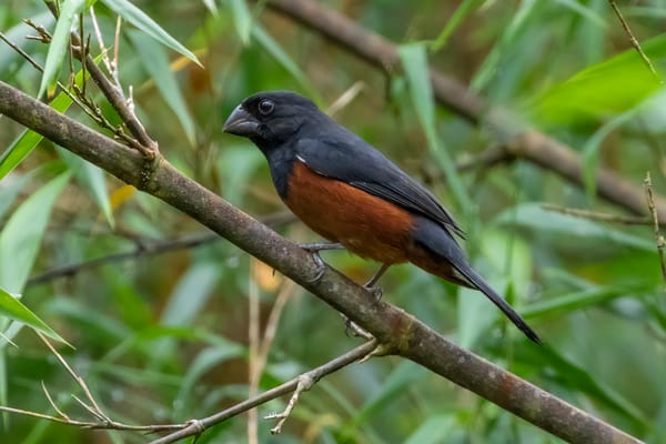 Funcionarios de la GNB detuvieron a un militar por caza ilegal de aves