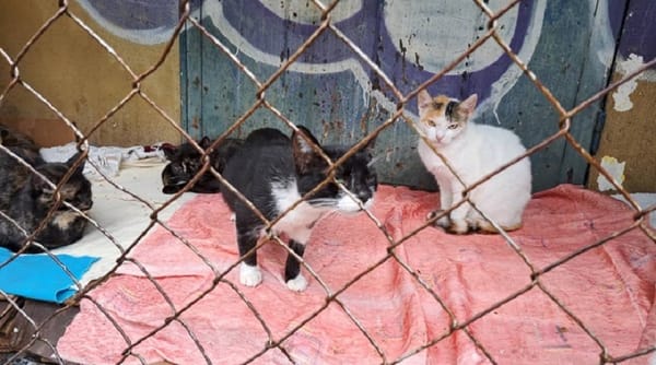 Habitantes de Los Cocoteros denunciaron a mujer por envenenar a gatos y perros