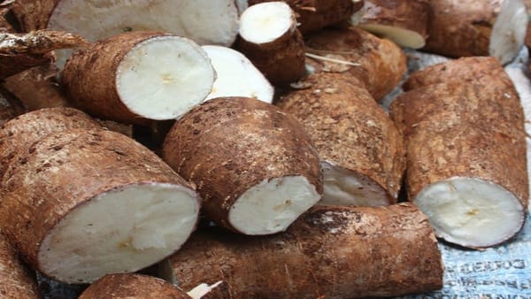 Niño muere por ingerir yuca amarga