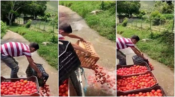 Agricultores desechan kilos de tomate por falta de combustible