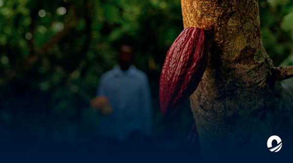 Cicpc capturó a dos hombres por robar en una finca de cacao en Sucre