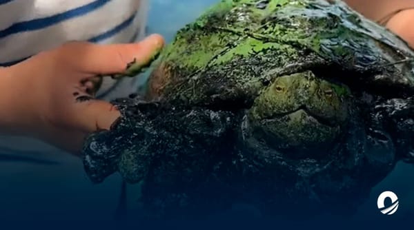 Rescataron tortuga cubierta de petroleo en el lago de Maracaibo