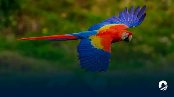 Aves rescatadas Lara