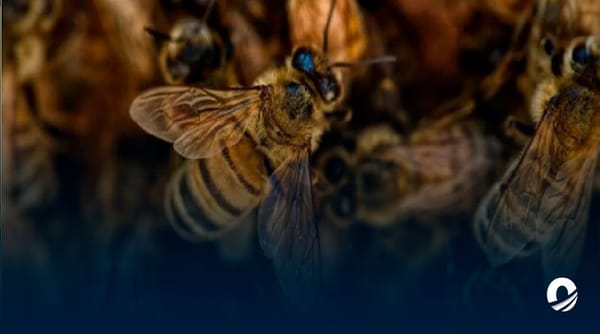 Octogenario abejas africanas