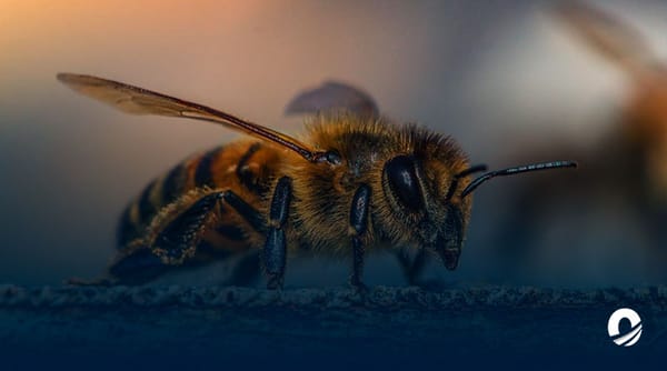 Ataque de abejas Táchira