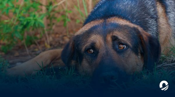 Grupo de hombres abusó sexualmente de una perrita en Táchira