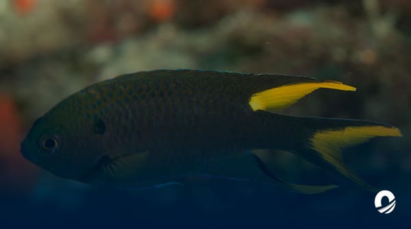 Especie invasora aguas estado Sucre