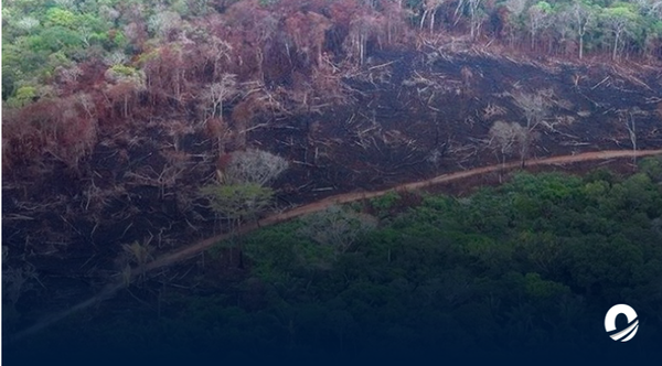 Estudio reveló que bosques naturales brasileños han perdido el 15% de su superficie.