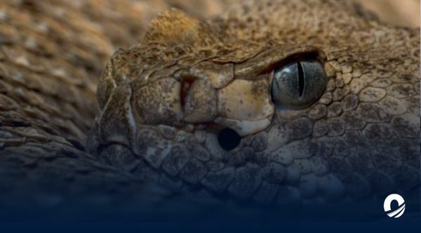 Sujeto falleció por mordedura de serpiente en Petare