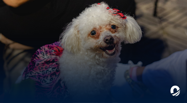 Segunda edición de Perrotón se realizará el próximo 4 de noviembre