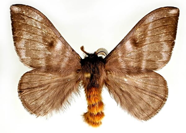 Palometa peluda Monagas