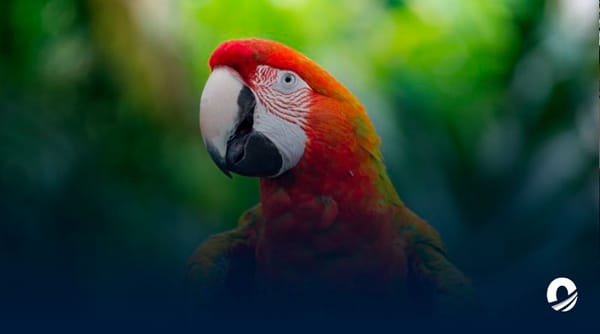 Caracas especies de aves