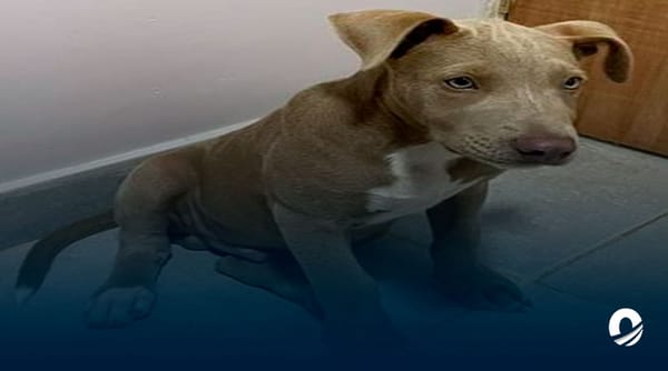 Secuestrador de perros Bolívar
