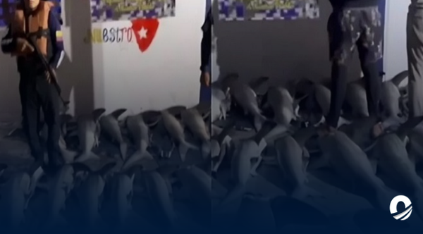 Sucre | Tres hombres fueron detenidos por pesca ilícita de Tiburones