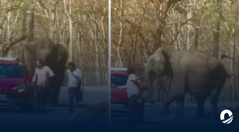 Dos turistas fueron perseguidos por un elefante en la India