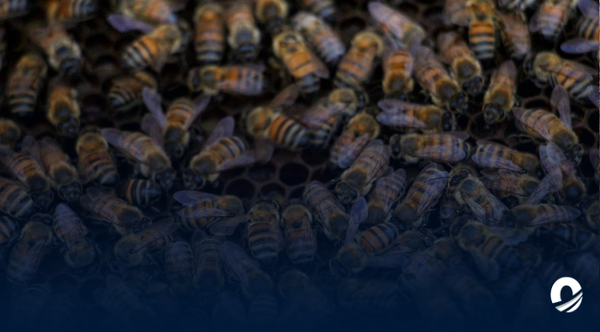 Mujer falleció tras ser picada por un enjambre de abejas africanas