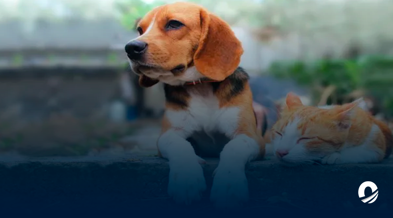 AN aprobó proyecto de ley para la protección de animales de compañía
