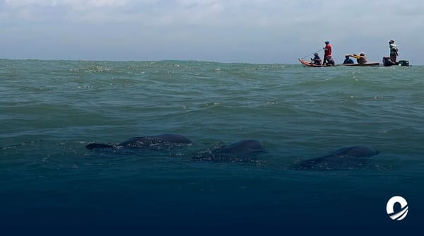 Delfines varados Falcón