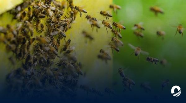 Enjambre de abejas atacó a un hombre en San Tomé