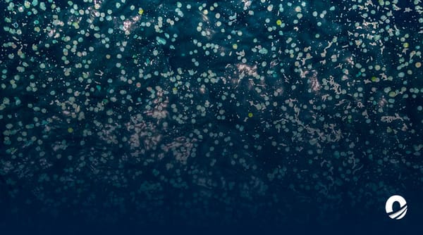 Medusas costas Venezuela