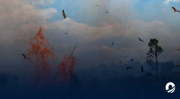 Inparques alertó migración natural de especies animales tras incendios forestales