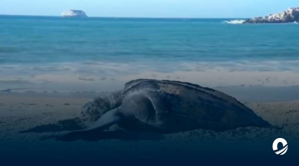 Tortuga marina desove Margarita