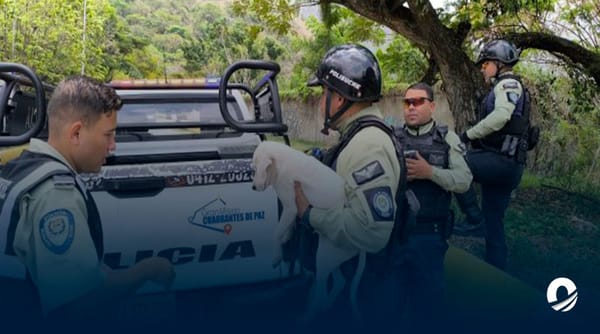 Perro rescatado Cota Mil Caracas