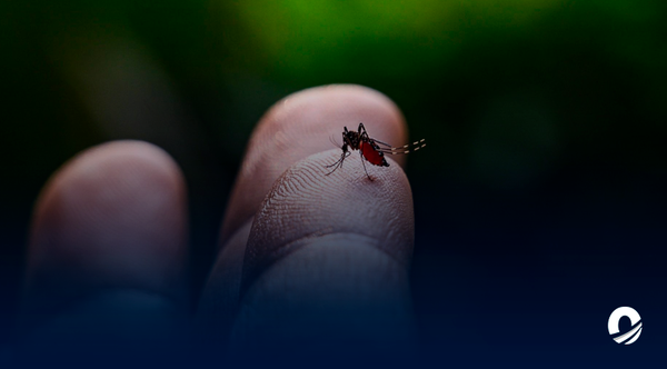 Especialistas advirtieron ascenso de casos de dengue con complicaciones en la región andina