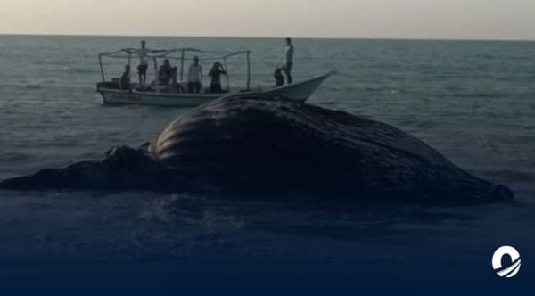 Nueva Esparta | Hallaron ballena en estado de descomposición en la playa Cabeza de Negro