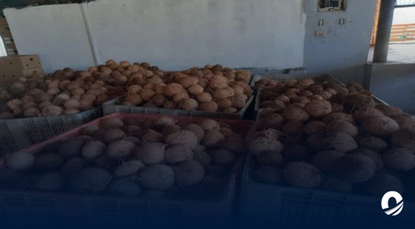 Sucre | Fabrica de coco en Irapa activo sus operaciones