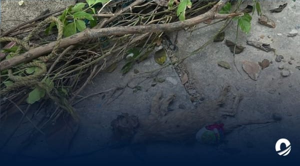 Ministerio Público gatos asesinados Lara