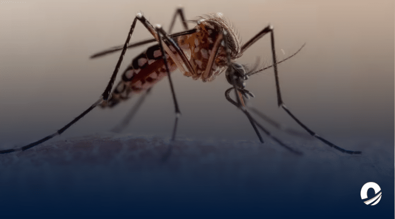 Europa aprobó primera vacuna contra el virus Chikungunya