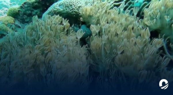 Coral invasor de las costas venezolanas pone en riesgo al Caribe