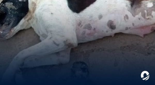 Mercado Municipal de Anaco matanza de animales