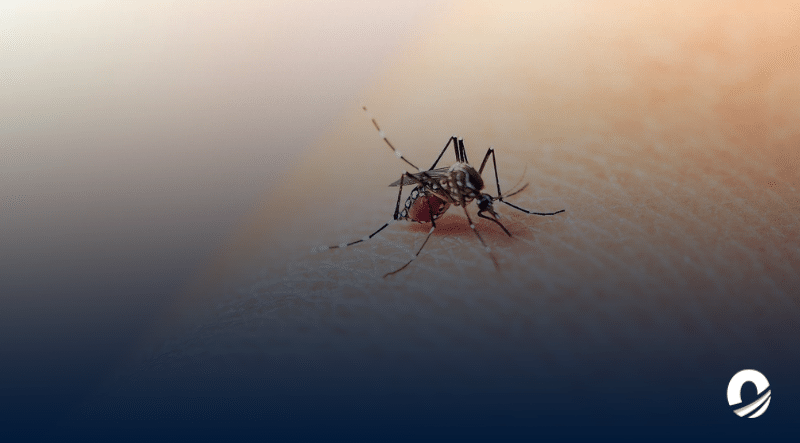 Sociedad Venezolana de Infectología instó a tomar medidas ante presencia del dengue