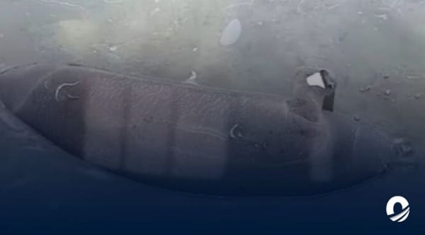 Manatí muerto lago de Maracaibo