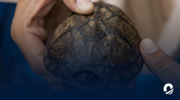 Animales contaminados lago de Maracaibo